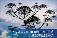 Уничтожение клещей и борщевика